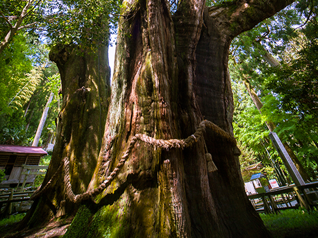 杉の大スギの写真