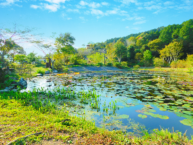 ヒメノボタンの里(星ケ丘公園)の写真